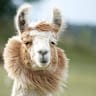RetiredLlama 