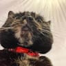 Videobuffalo871